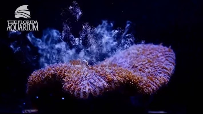 Tái tạo thành công loài san hô nguy cấp trong phòng thí nghiệm
