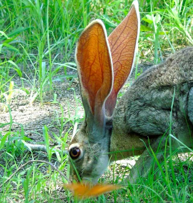 Tai to cũng là một lợi thế: Bí mật sinh tồn của loài thỏ Antelope Jackrabbit!