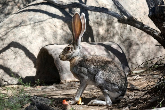 Tai to cũng là một lợi thế: Bí mật sinh tồn của loài thỏ Antelope Jackrabbit!