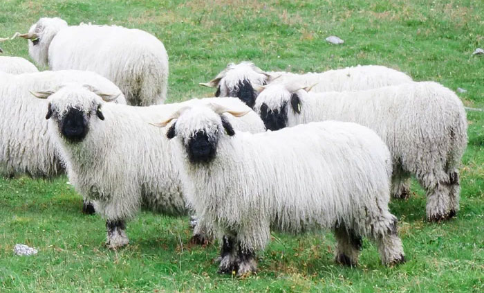 Tan chảy với vẻ đẹp của cừu mũi đen dễ thương nhất thế giới