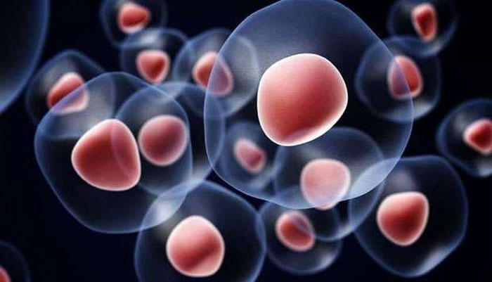 Tạo ra tế bào gốc người từ các phân tử hóa học