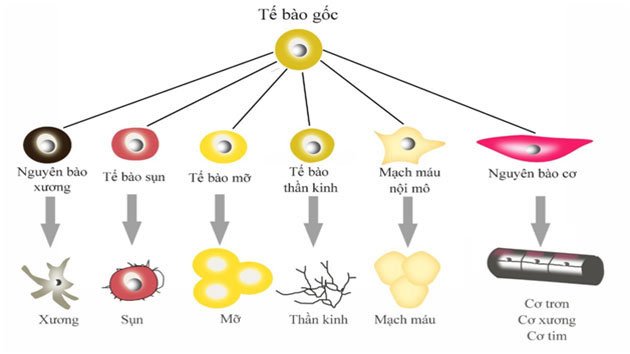 Tạo siêu tế bào gốc khắc phục hiện tượng thải ghép