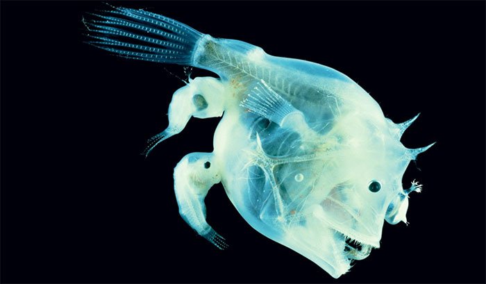 Tập tính giao phối kỳ quái bậc nhất thế giới động vật của cá cần câu Anglerfish