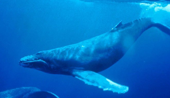 Tàu biển chạy làm tắt tiếng hát đại dương của cá voi lưng gù