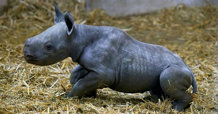 Tê giác đen cực kỳ nguy cấp chào đời tại sở thú Pháp