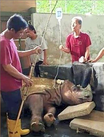 Tê giác đực Sumatra cuối cùng ở Malaysia qua đời