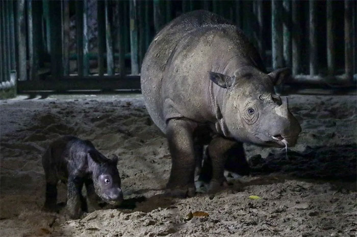 Tê giác Sumatra cực hiếm sinh con ở Indonesia