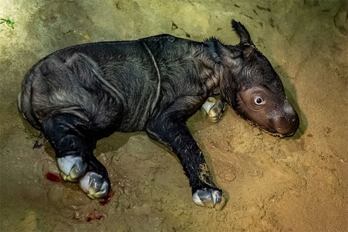 Tê giác Sumatra cực hiếm sinh con ở Indonesia