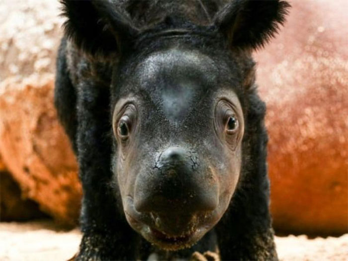 Tê giác Sumatra hiếm hoi ra đời mang lại hy vọng cho loài có nguy cơ tuyệt chủng