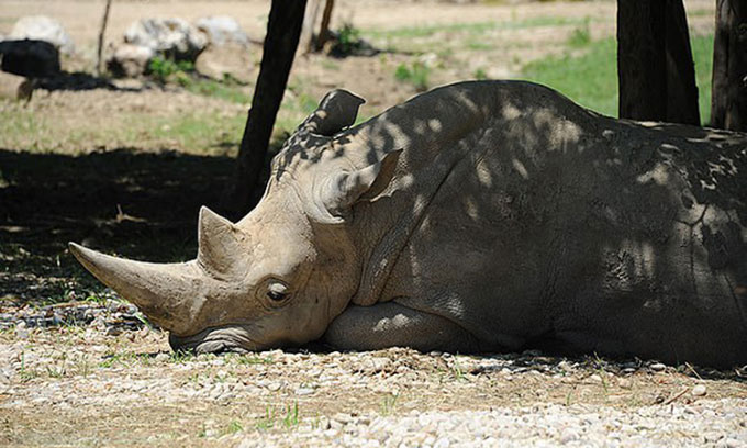Tê giác trắng già nhất thế giới vừa qua đời