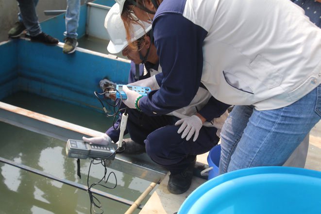 Thả cá Koi Nhật Bản xuống sông Tô Lịch và Hồ Tây để minh chứng chất lượng nước