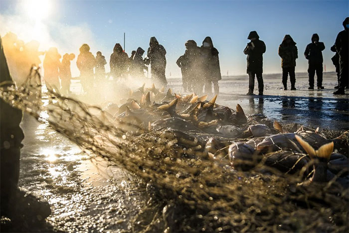 Thả lưới trên hồ nước đóng băng, ngư dân thu hoạch khủng: Hơn 40 tấn cá/ngày