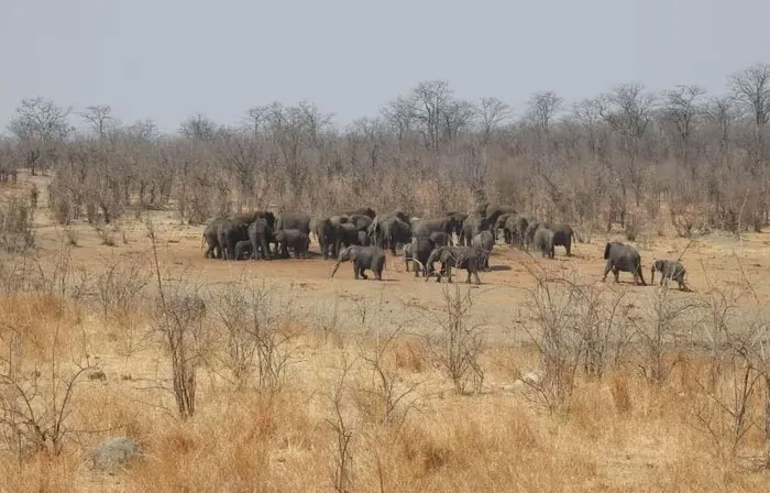 Thảm họa khủng khiếp: Hơn 160 con voi chết trong công viên Hwange vì hạn hán