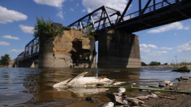 Thảm họa môi trường ở Ba Lan: Cá chết nổi trắng sông Oder