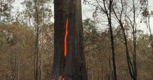 Thân cây lớn cháy rực từ bên trong