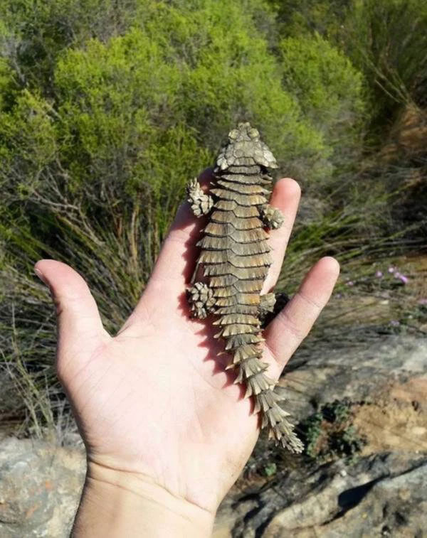 Thằn lằn Armadillo - Loài rồng bên ngoài đời thực