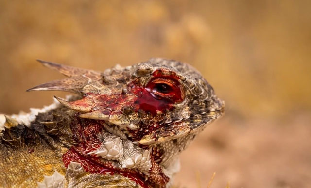 Thằn lằn New Guinea sở hữu phế phẩm cực độc trong máu, gấp 40 lần ở người: Chúng vẫn chẳng sao!