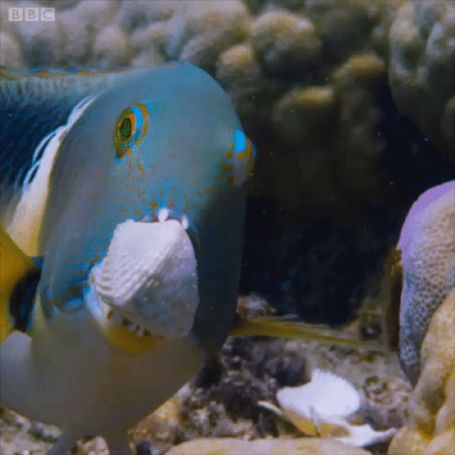 Thán phục cách cá đập vỡ vỏ sò bằng… trí thông minh!