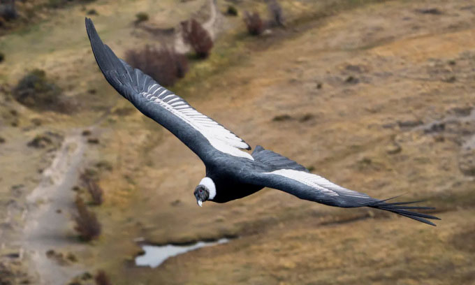 Thần ưng Andes - Loài chim có thể bay 5 tiếng không cần vỗ cánh