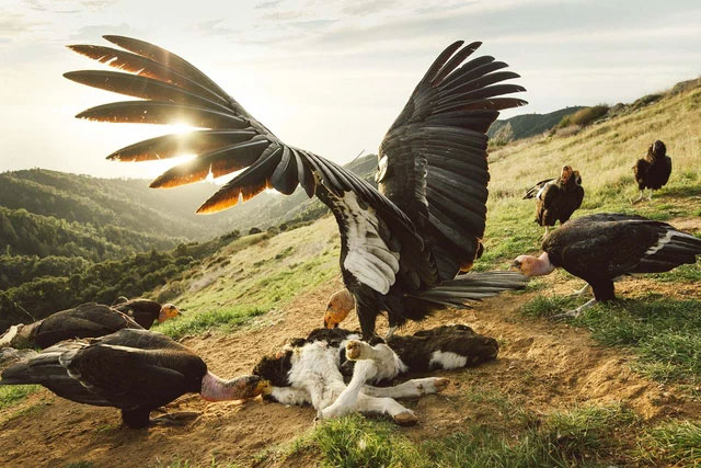 Thần ưng California chỉ là hạng tôm tép, đây mới là loài chim khổng lồ ở Bắc Mỹ cổ đại