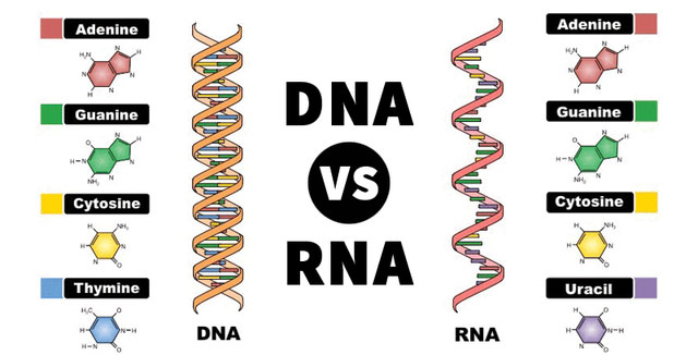 Thành phần DNA và RNA đã xuất hiện trên thiên thạch, khẳng định sự sống tới từ ngoài Trái đất