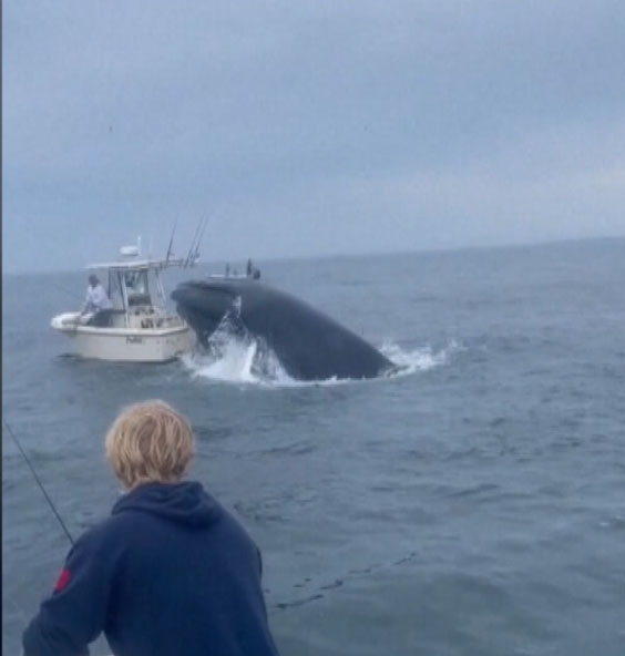 Thấy cá voi khổng lồ, chàng trai vừa giơ điện thoại lên ghi hình thì giây sau chứng kiến cảnh hãi hùng