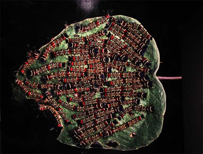 Thế giới côn trùng Việt Nam đẹp lộng lẫy qua mắt nhiếp ảnh gia Ý