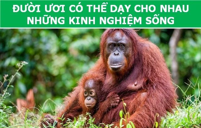 Thế giới động vật và những “Fun Facts” sẽ khiến chúng ta phải kinh ngạc!