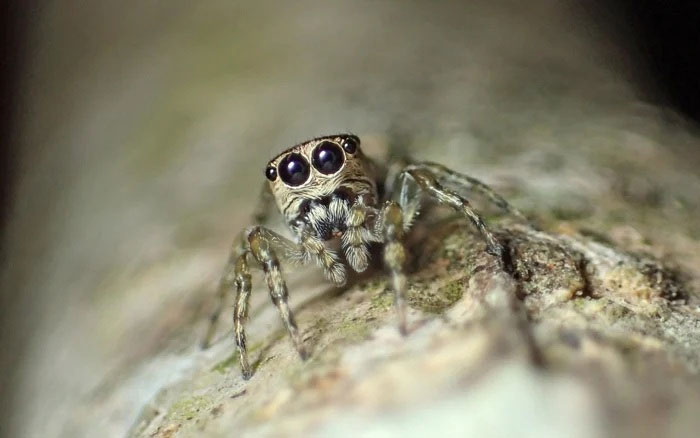 Thế giới ghi nhận loài nhện thứ 50.000