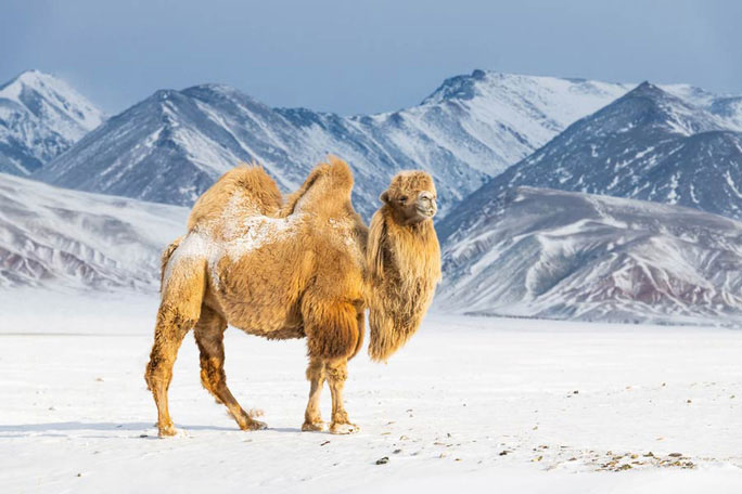 Thế giới khác ở Mông Cổ: Quái thú cao 3 mét sống cùng 2 loài người tuyệt chủng