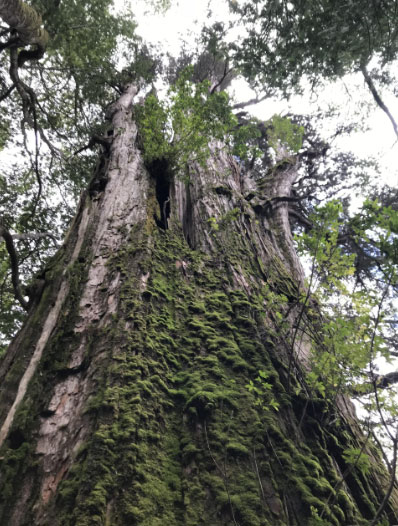 Thế giới liệu có cây nào sống trên 5.000 năm?