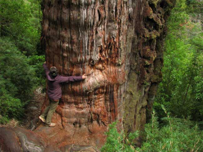 Thế giới liệu có cây nào sống trên 5.000 năm?