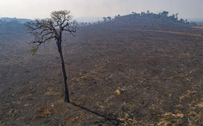 Thế giới mất phần rừng nhiệt đới tương đương với diện tích Đan Mạch