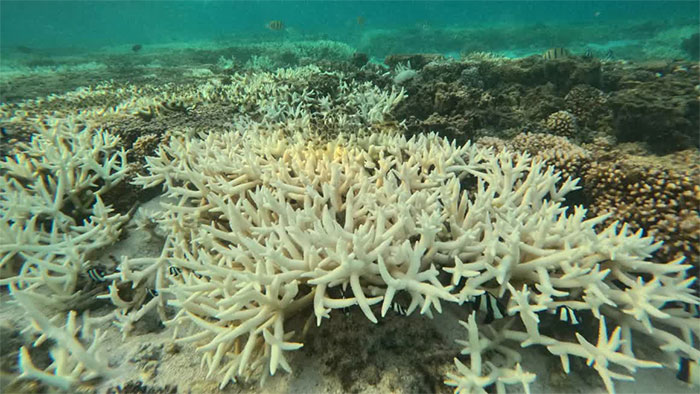 Thế giới xảy ra hiện tượng tẩy trắng san hô hàng loạt