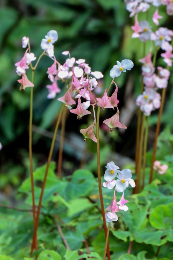 Thêm ba loài thực vật mới có hoa tuyệt đẹp được phát hiện tại Việt Nam