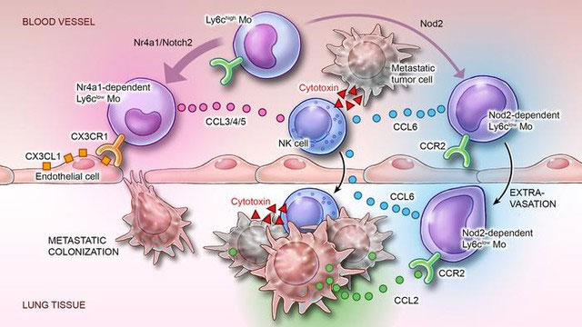 Thí nghiệm cho thấy virus Covid có thể thu nhỏ khối u của 4 loại ung thư giai đoạn cuối