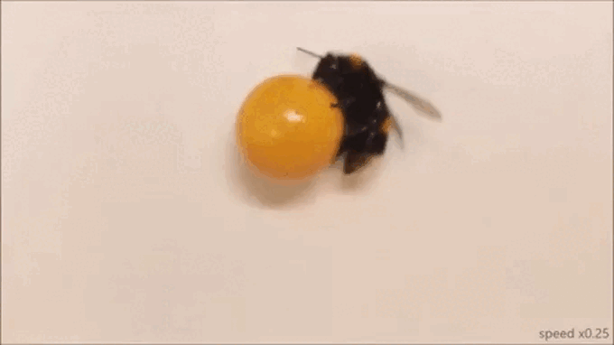 Thí nghiệm đáng kinh ngạc cho thấy ong chơi với đồ vật