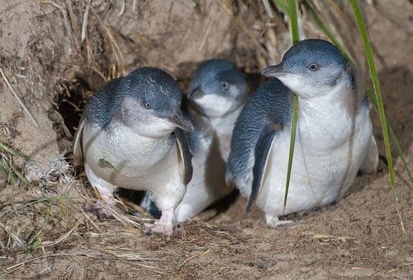 Thiếu ăn, hàng trăm chú chim cánh cụt chết la liệt dọc bờ biển ở New Zealand