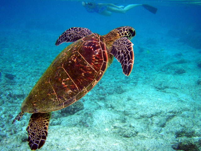 Thói quen 3.000 năm tuổi của rùa Địa Trung Hải chứng minh cho câu nói miếng ngon nhớ lâu