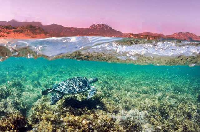 Thói quen 3.000 năm tuổi của rùa Địa Trung Hải chứng minh cho câu nói miếng ngon nhớ lâu
