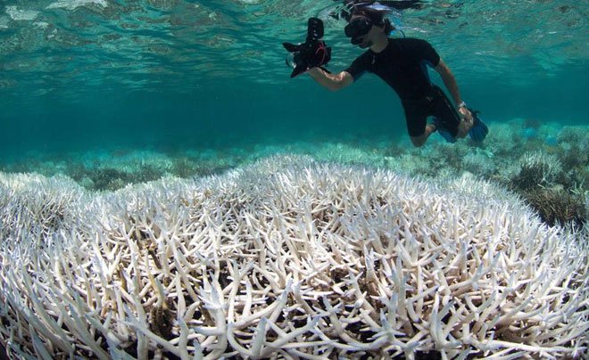 Thời tiết khắc nghiệt hủy diệt 50% hệ sinh thái biển Australia
