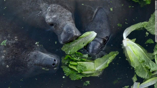 Thức ăn tự nhiên khan hiếm, Florida phải cho lợn biển ăn 9 tấn rau xà lách mỗi tuần
