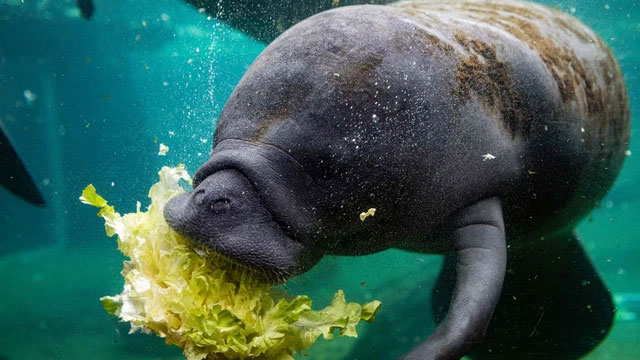 Thức ăn tự nhiên khan hiếm, Florida phải cho lợn biển ăn 9 tấn rau xà lách mỗi tuần