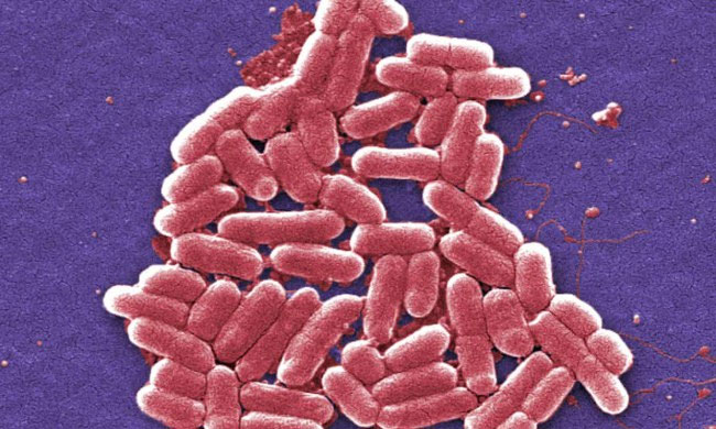 Thuốc bọc vi khuẩn: chìa khóa kéo dài sự sống