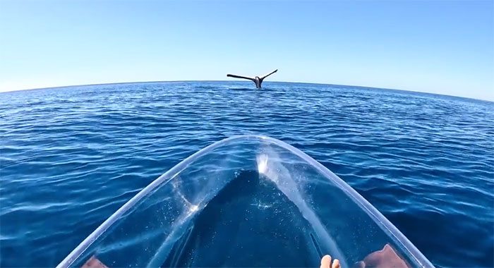 Thước phim hiếm về cá voi lưng gù chổng đuôi lên mặt nước