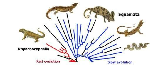 Tiến hóa càng nhanh thì tuyệt chủng càng nhanh?