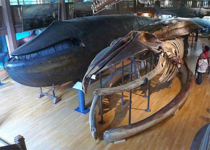 Tiêu bản cá voi xanh duy nhất trên thế giới