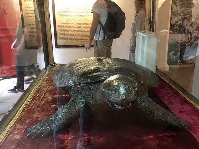 Tiêu bản cụ rùa hồ Gươm được đưa vào đền Ngọc Sơn