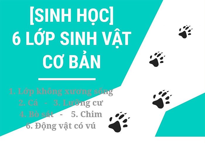 Tìm hiểu 6 lớp sinh vật cơ bản trên thế giới hiện nay