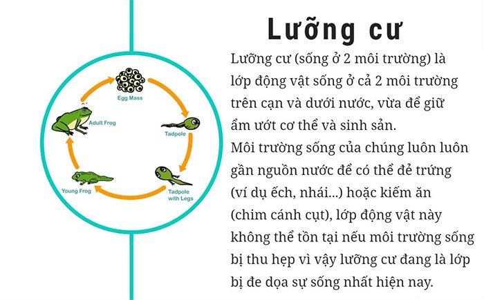 Tìm hiểu 6 lớp sinh vật cơ bản trên thế giới hiện nay